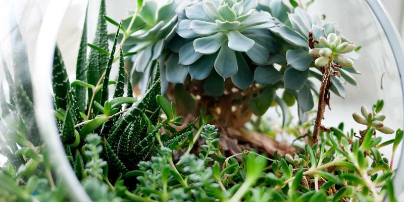 DRJRJ38：医疗健康领域专家预约服务的创新实践与未来展望