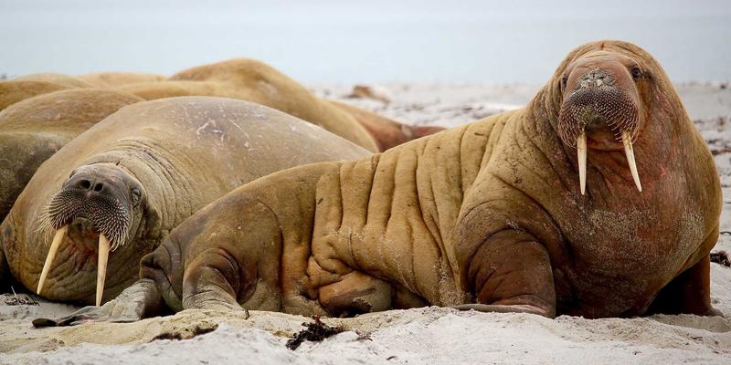 后疫情时代，DRJRJ如何以医生服务为核心构建一体化发热门诊健康管理网络